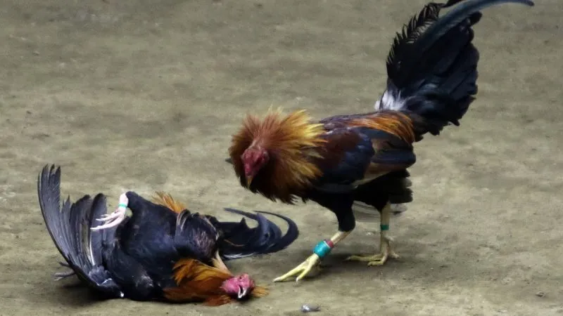Hình thức thi đấu đá gà cựa sắt hấp dẫn, kịch tính