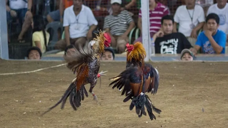 Trận đấu đá gà cựa dao hấp dẫn, kịch tính