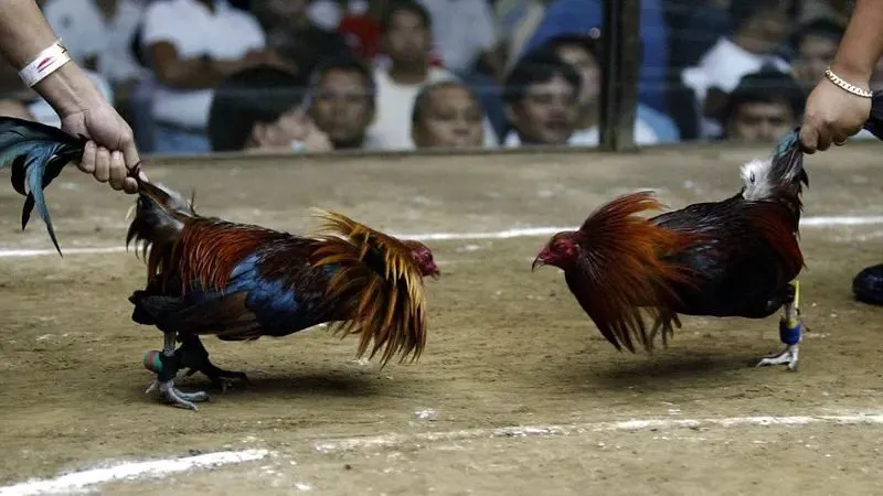 Chiến kê tham gia đá gà Thomo phải cùng hạng cân