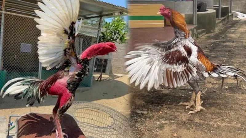 Quan sát dáng đứng và đôi chân giúp bạn nhận biết gà đá cựa sắt giỏi